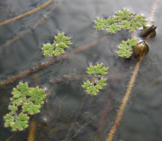 Azolla filiculoides